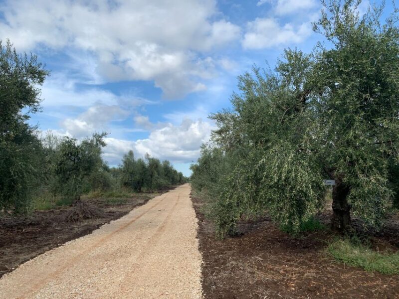 Olive Oil Tasting and Olive Grove Walking Tour - The Olive Oil Tasting Experience