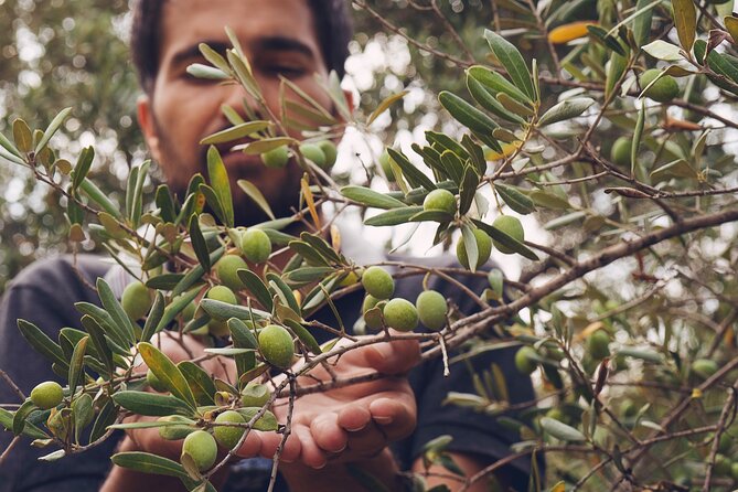 Olive Oil Tasting in Masseria in Ostuni - Meeting Point and Pickup