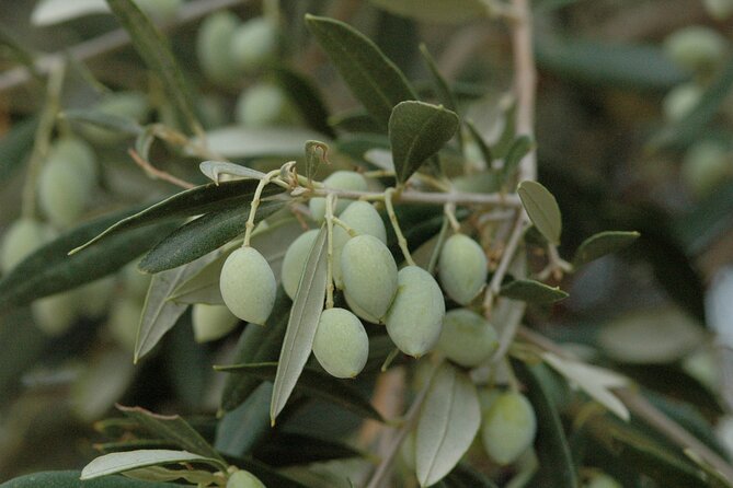 Olive Oil Tasting Tour - Tour Accessibility and Inclusions