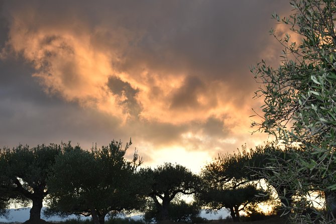 Olive Oil Tasting Tour - Cancellation Policy and Refunds