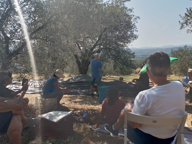 Olive Oil Tasting With Seminar in Kriopigi - Halkidiki. - Olive Oil Characteristics