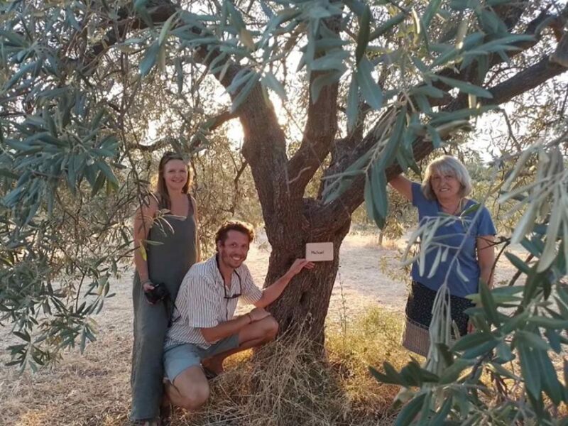 Olive Oil Tasting With Seminar in Metaggitsi - Halkidiki. - Educational Highlights