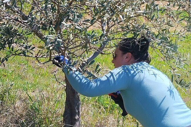 Olive Oil Tasting With Seminar in Metagitsi - Halkidiki - Booking Information