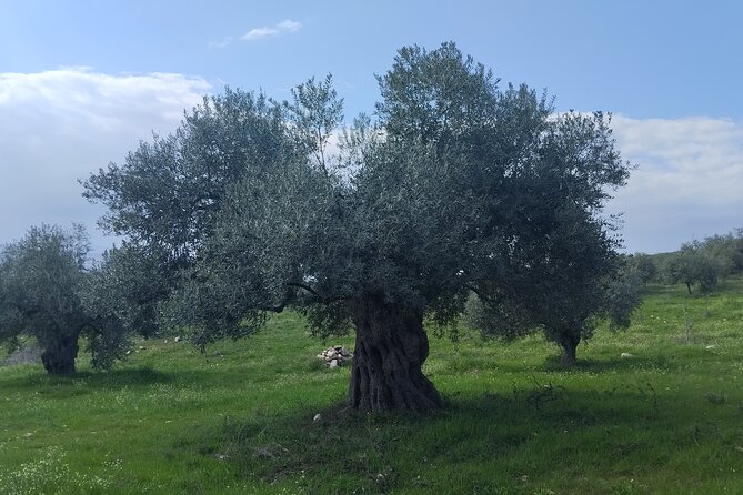 Olive Oil Tasting With Seminar in Metagitsi - Halkidiki - Olive Oil Tasting