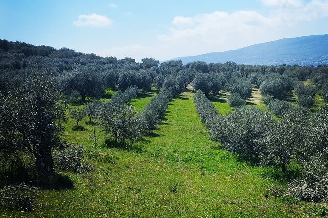 Olive Oil Tasting With Seminar in Metagitsi - Halkidiki - Purchasing Olive Oil
