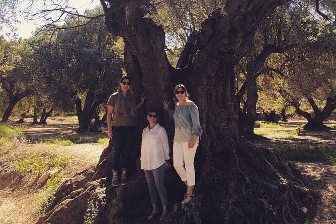 Olive Oil Tour and Visit to Belchite Old Town - Olive Oil Production