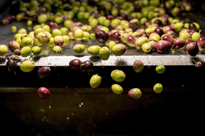 Olive Oil Tour Visit to the Oil Mill and Olive Oil Tasting - About Your Stay