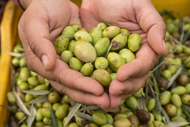 Olive Oil Tour Visit to the Oil Mill and Olive Oil Tasting - Memorable Customer Experiences