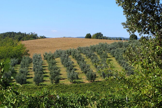 Olive Oil - Wine - Beer Private Tour (Price per Group of 6) - Tour Expectations