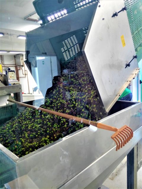 Olive Oil & Wine in the Euganean Hills From Terme - Pickup Arrangements
