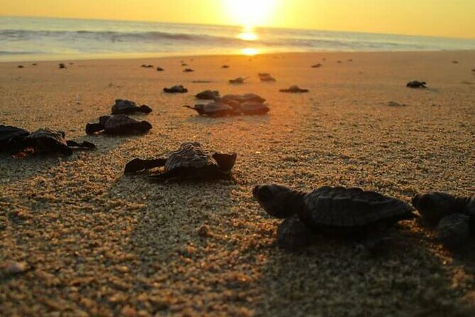 Olive Ridley Turtle Release Experience - Practicalities and Considerations