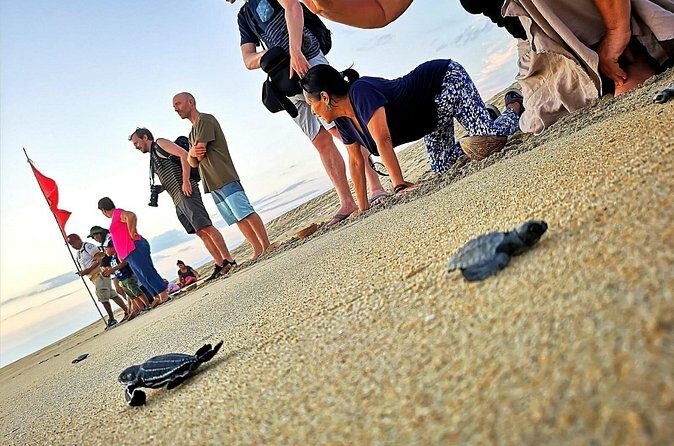 Olive Ridley Turtle Release Experience - Who Will Love This Tour?
