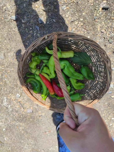 Olive Tasting & Rustic Lunch in Country Home With Live Music - Restrictions