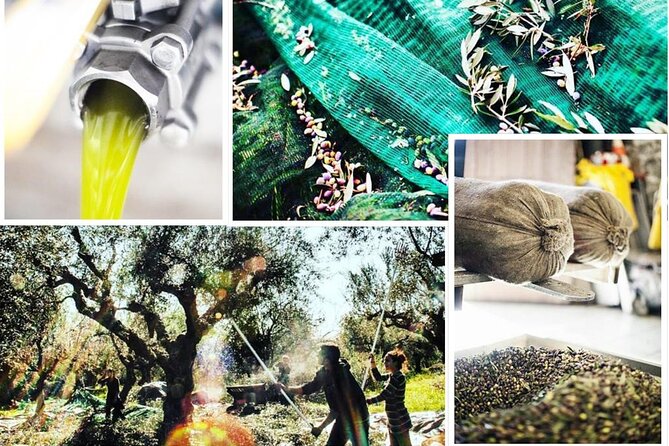 Olive Tour & Tasting - Traditional Greek Cuisine