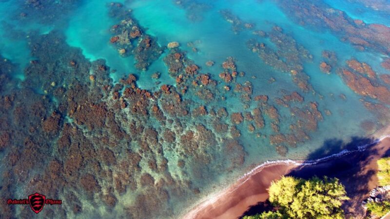 Olowalu: Guided Tour Over Reefs in Transparent Kayak - Safety and Environmental Practices