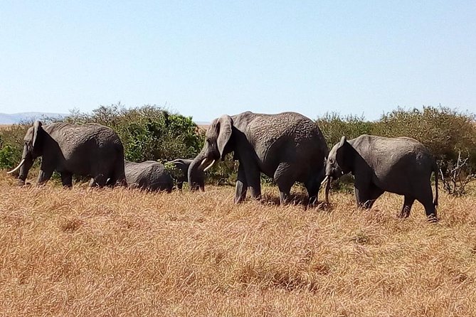 Olpejeta Conservancy Day Tour - Wildlife Sightings
