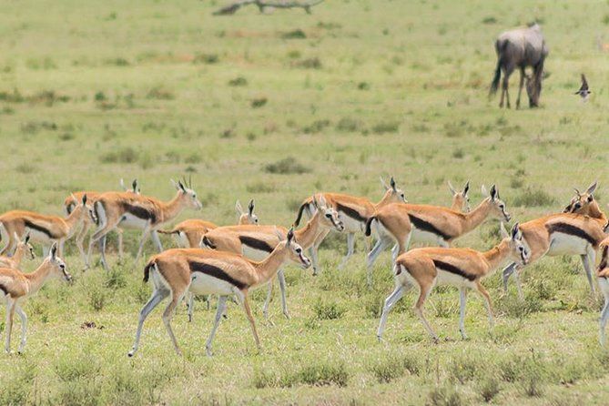 Olpejeta, Lake Naivasha, Masai Mara 5 Days Private Kenya Jeep Tour - Maasai Mara National Reserve