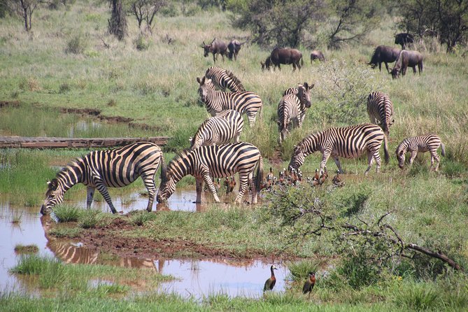 Olpejeta, Lake Naivasha, Masai Mara 5 Days Private Kenya Jeep Tour - Traveler Considerations