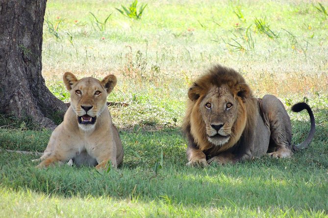 Olpejeta, Lake Naivasha, Masai Mara 5 Days Private Kenya Jeep Tour - Cancellation Policy