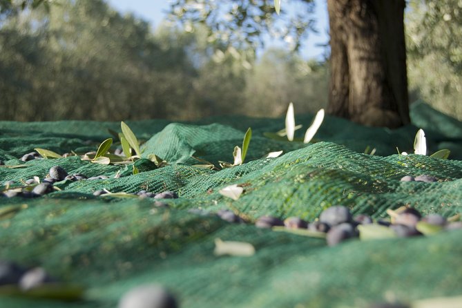 Olympia Shore Excursion: Ancient Olympia Plus Honey Farm & Olive Oil Tasting - What to Expect
