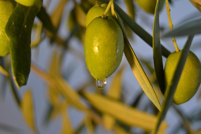 Olympia Shore Excursion: Ancient Olympia Plus Honey Farm & Olive Oil Tasting - Recommendations for Travelers