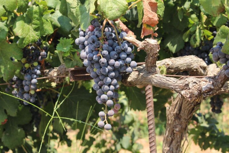 Olympia: Visit of Agricultural Farm and Free Time in Olympia - Meze Style Dish