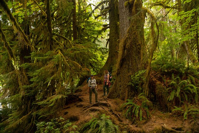 Olympic Full Day Private Tour and Hike - Old Growth Forests
