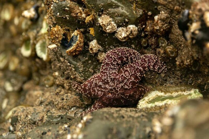Olympic Full Day Small Group Tour & Hike - Discovering Olympic National Park through a Guided Tour