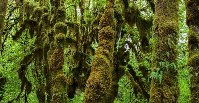 Olympic National Park: Hoh Rain Forest and Rialto Beach Tour - Inclusions and Transportation