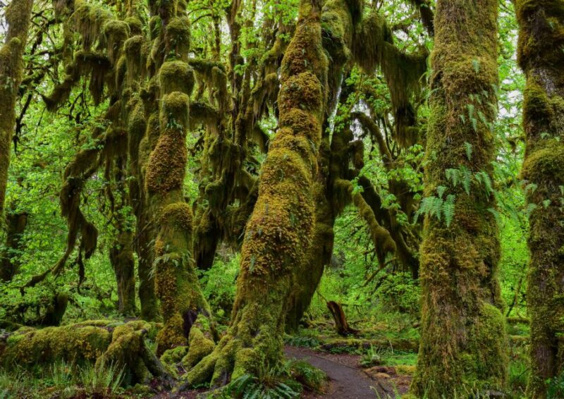 Olympic National Park: Hoh Rain Forest and Rialto Beach Tour - Important Details