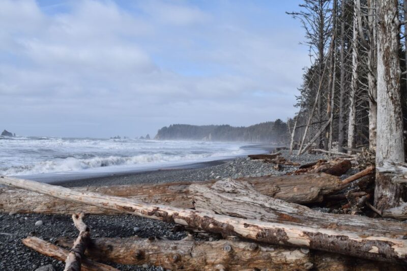 Olympic National Park: Hoh Rain Forest and Rialto Beach Tour - Customer Reviews