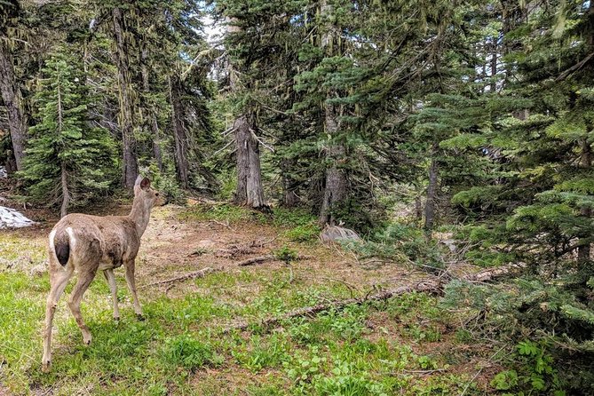 Olympic National Park Luxury Small-Group Day Tour With Lunch - Lake Crescent