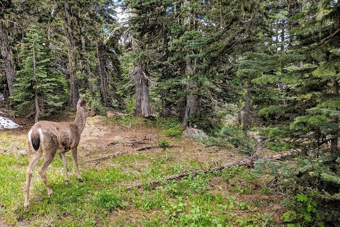 Olympic National Park - Private Luxury Day Tour With Lunch - Inclusions