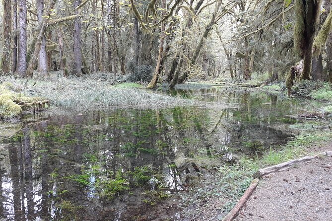 Olympic Peninsula and Forest Tour - Highlights: Quinault Rain Forest
