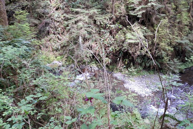 Olympic Peninsula and Forest Tour - Booking and Cancellation