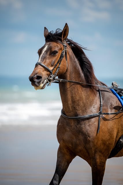 Omaha Beach: Sulky Baptism on the Beach - Participant Requirements and Recommendations