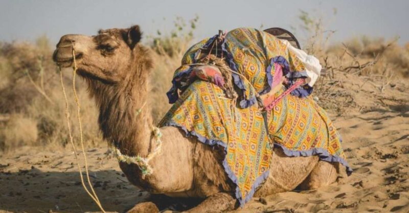 On Day Experience Golden Desert of Jaisalmer - Included Services