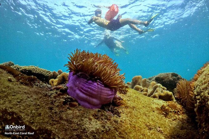 Onbird - PRIVATE ADVENTURE SNORKELING - Explore Half-Moon Reef & Coral Mountain - Sunset Catching With Cocktail
