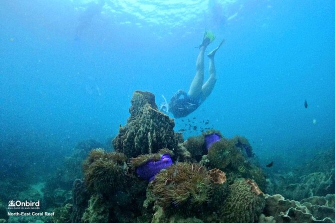 Onbird - PRIVATE ADVENTURE SNORKELING - Explore Half-Moon Reef & Coral Mountain - Snorkeling Skills Training