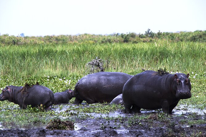 One-Day Akagera National Park Game Drive With a Choice 4x4 - Personalized Tour Service