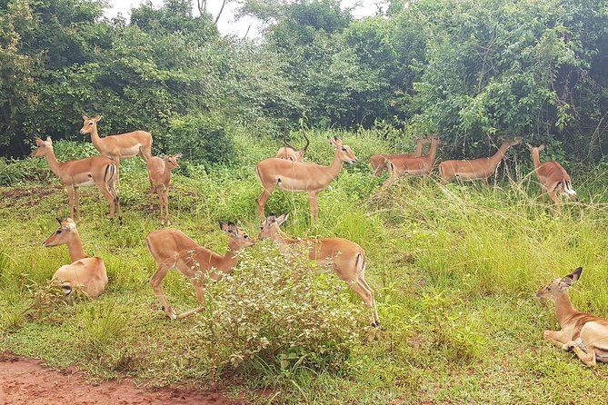 One-Day Akagera National Park Game Drive With a Choice 4x4 - Vehicle Options for Transport