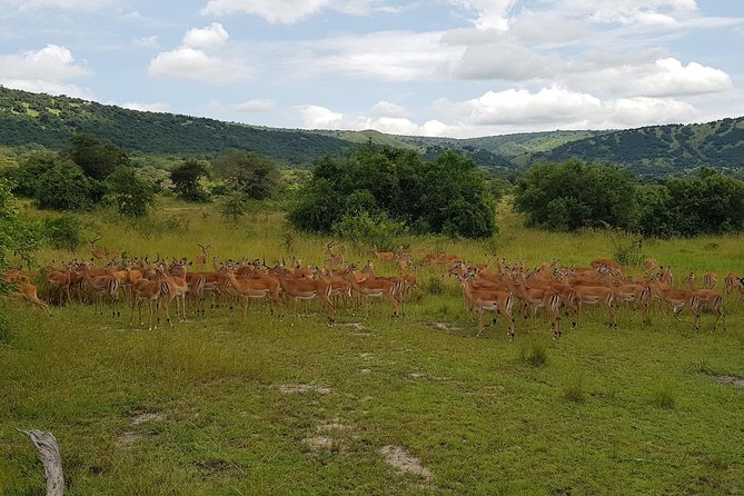 One-Day Akagera National Park Game Drive With a Choice 4x4 - Meeting and Pickup Details