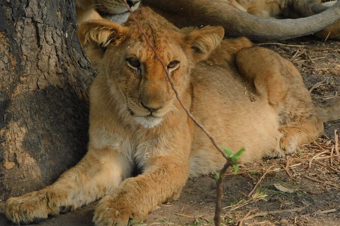 One Day Akagera Safari From Kigali - Key Points