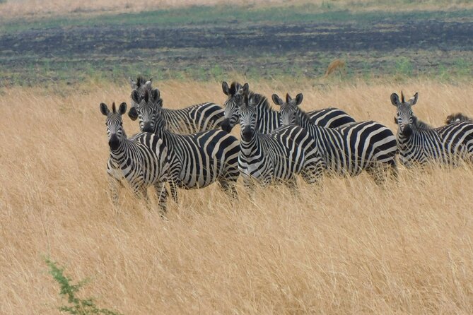 One Day Akagera Safari From Kigali - Transportation and Pickup/Dropoff