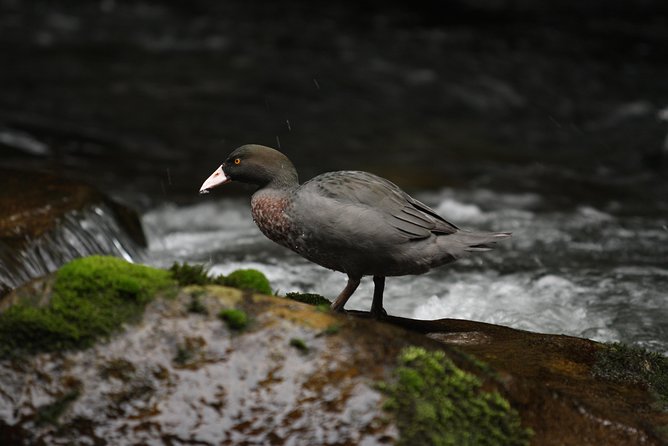One Day Birding Adventure - Tour Features