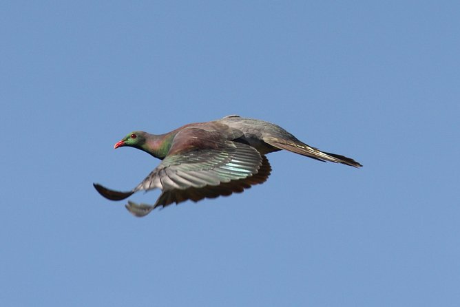 One Day Birding Adventure - Meeting and Pickup