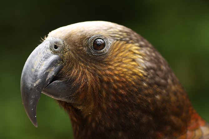 One Day Birding Adventure - Additional Information