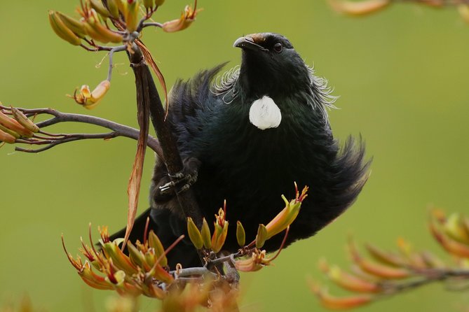 One Day Birding Adventure - Positive Reviews