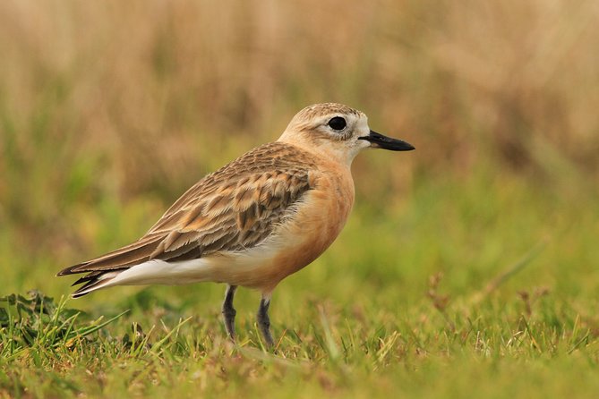 One Day Birding Adventure - Flexible Reservations