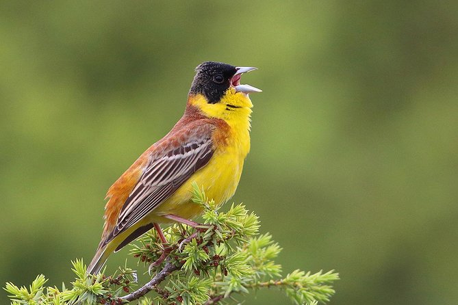 One-day Birding Around Sofia - Highlights of the Birding Experience